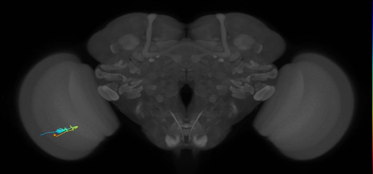 C3_L (MaleCNS:56338)