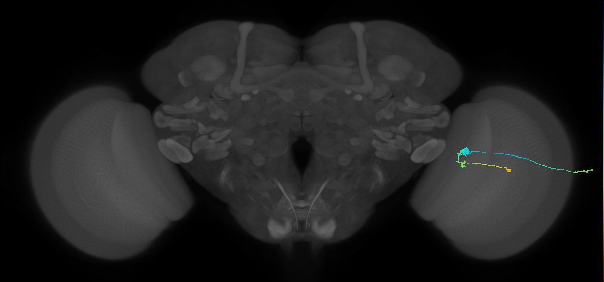 C3_R (MaleCNS:58202)