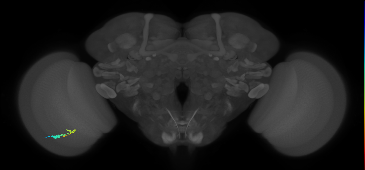 C3_L (MaleCNS:43349)