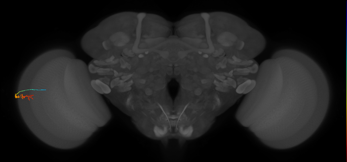 C3_L (MaleCNS:63451)