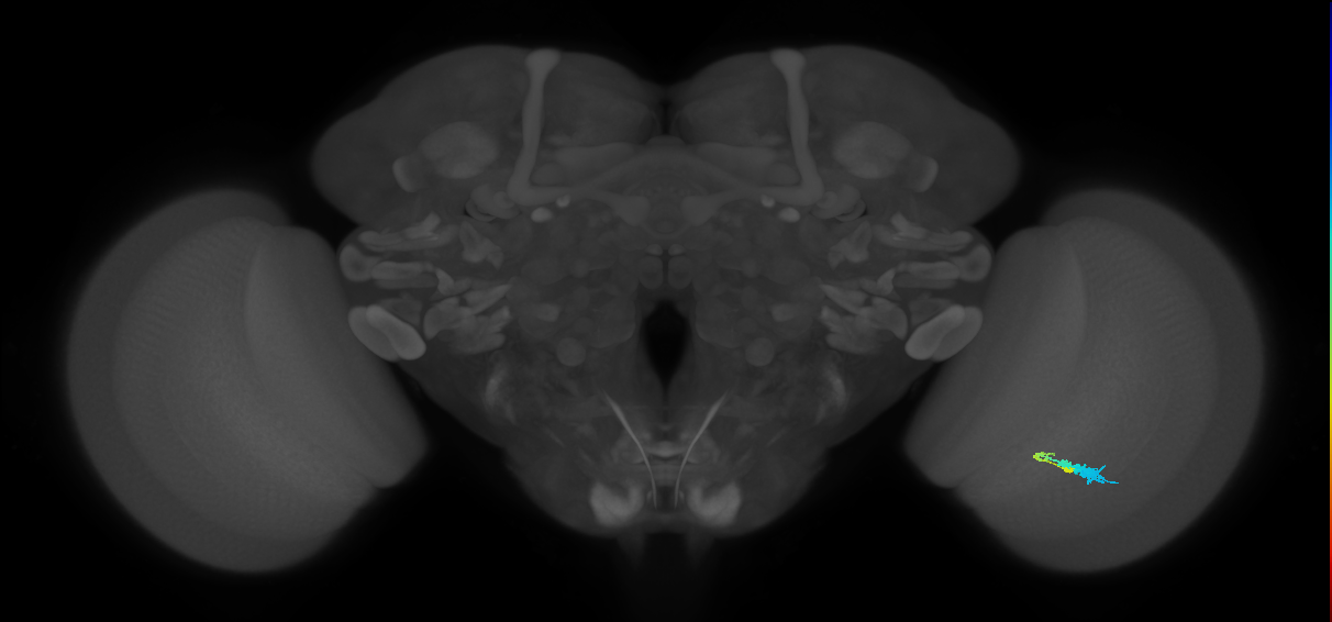 C3_R (MaleCNS:61608)