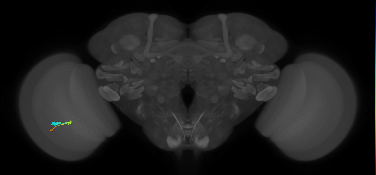 C3_L (MaleCNS:64756)