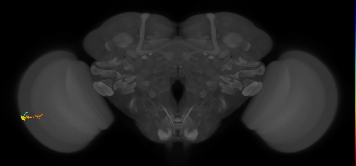 C3_L (MaleCNS:57370)