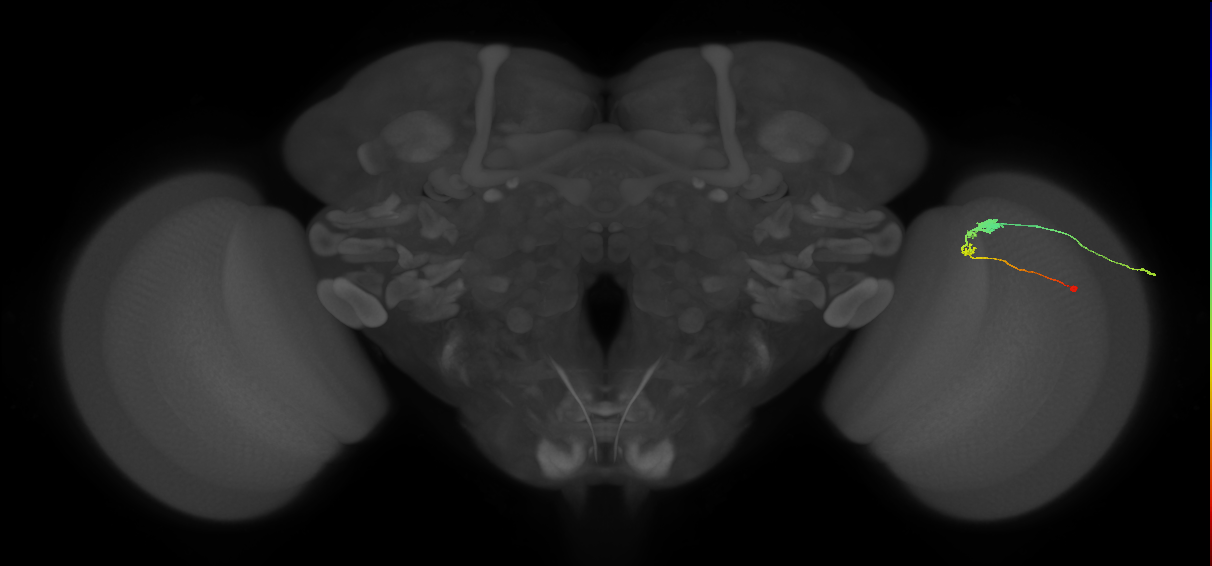 C3_R (MaleCNS:62886)