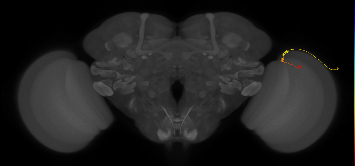C3_R (MaleCNS:94159)