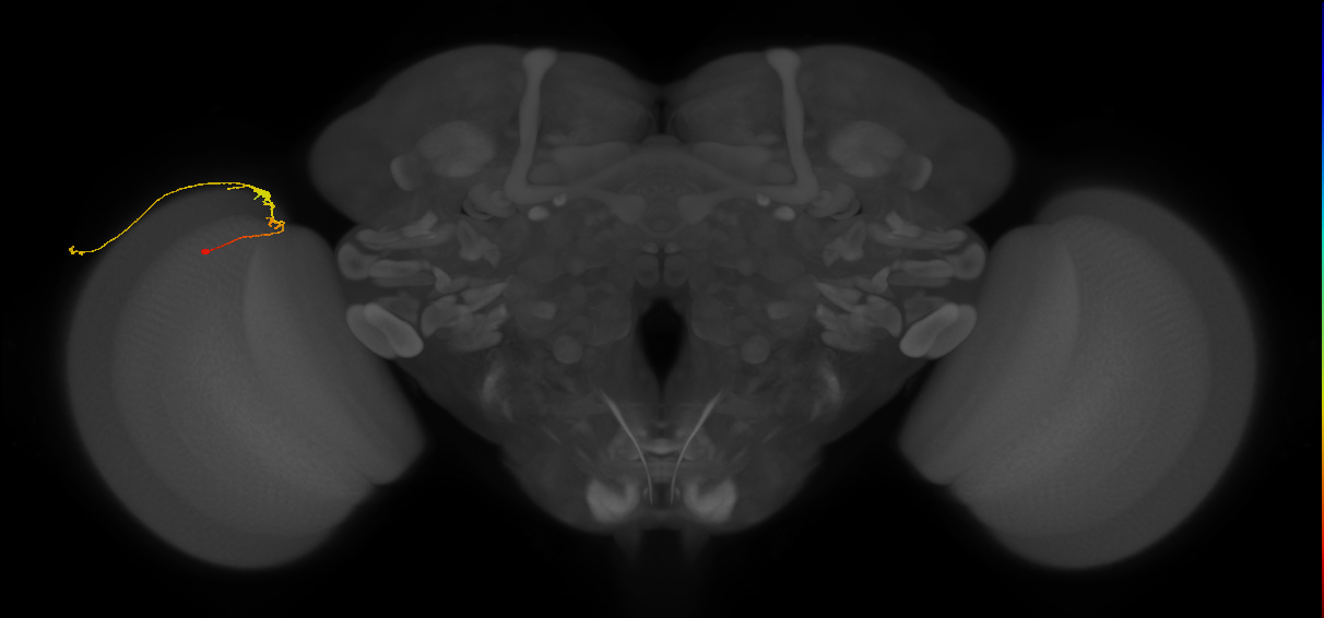 C3_L (MaleCNS:99280)