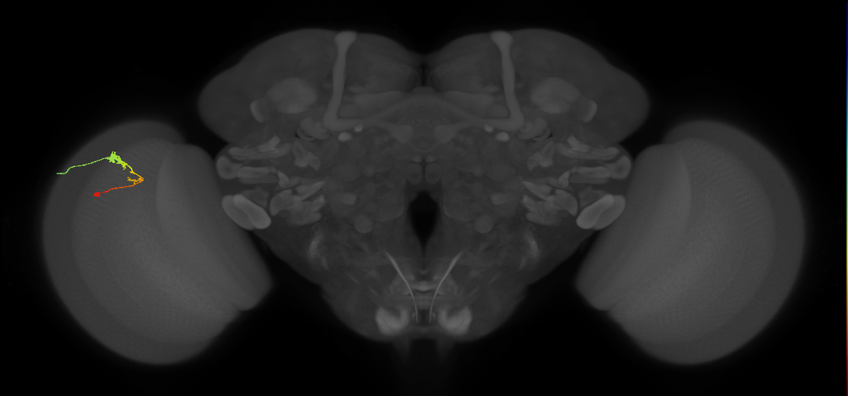 C3_L (MaleCNS:65890)
