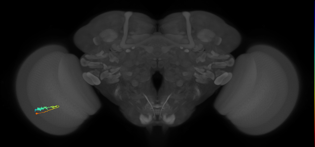 C3_L (MaleCNS:55525)