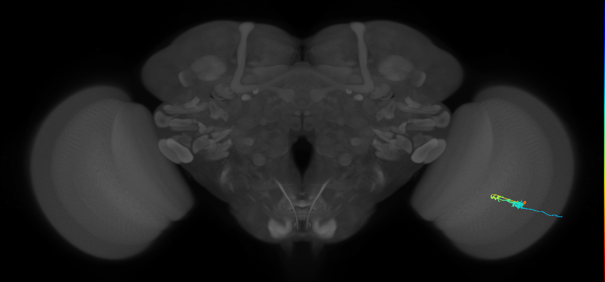 C3_R (MaleCNS:53332)