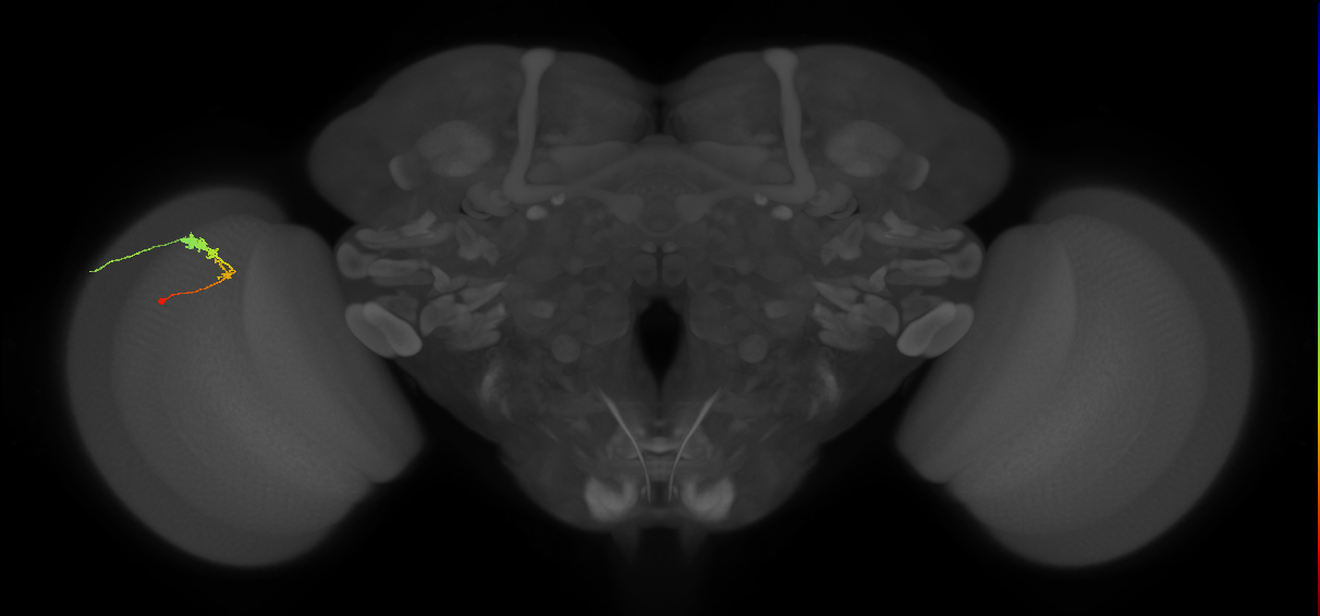C3_L (MaleCNS:69936)