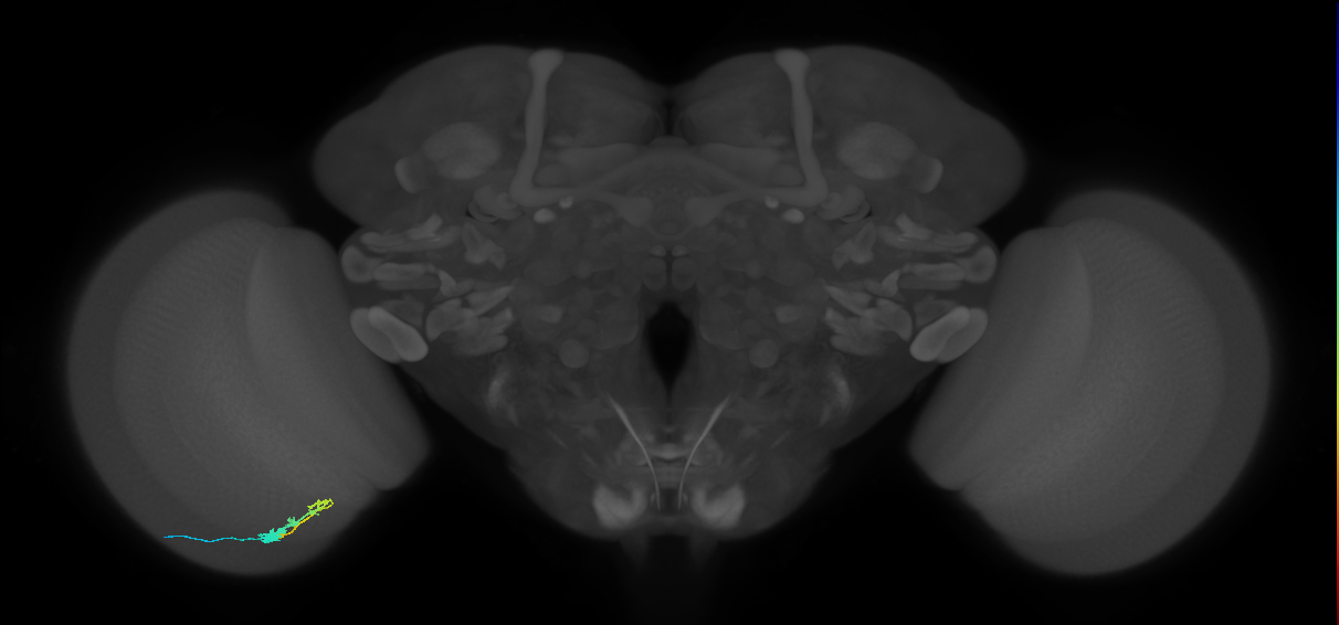 C3_L (MaleCNS:67258)