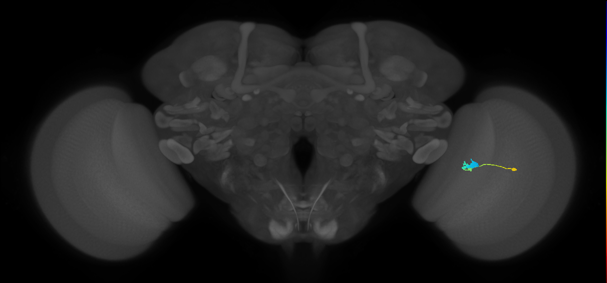 C3_R (MaleCNS:60191)