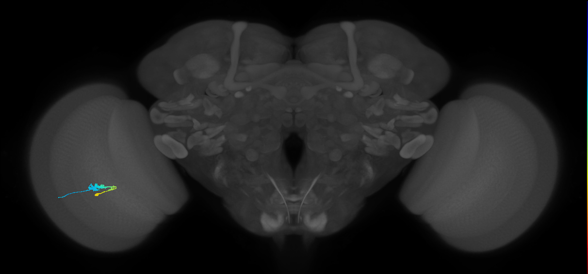 C3_L (MaleCNS:25415)