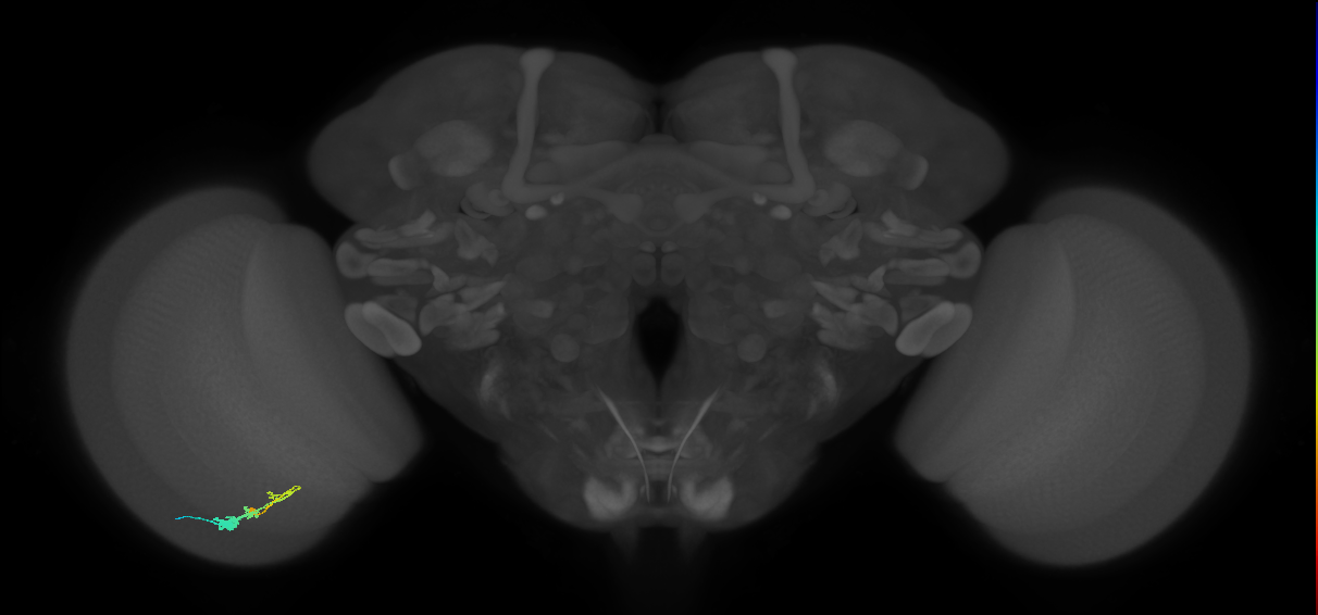 C3_L (MaleCNS:62906)