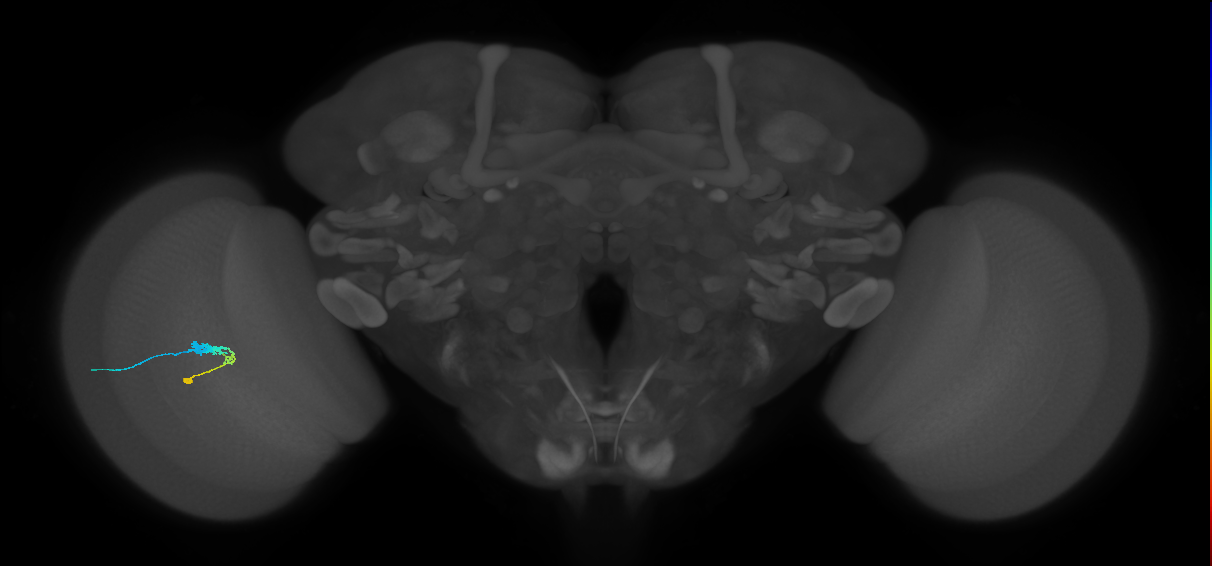 C3_L (MaleCNS:73512)