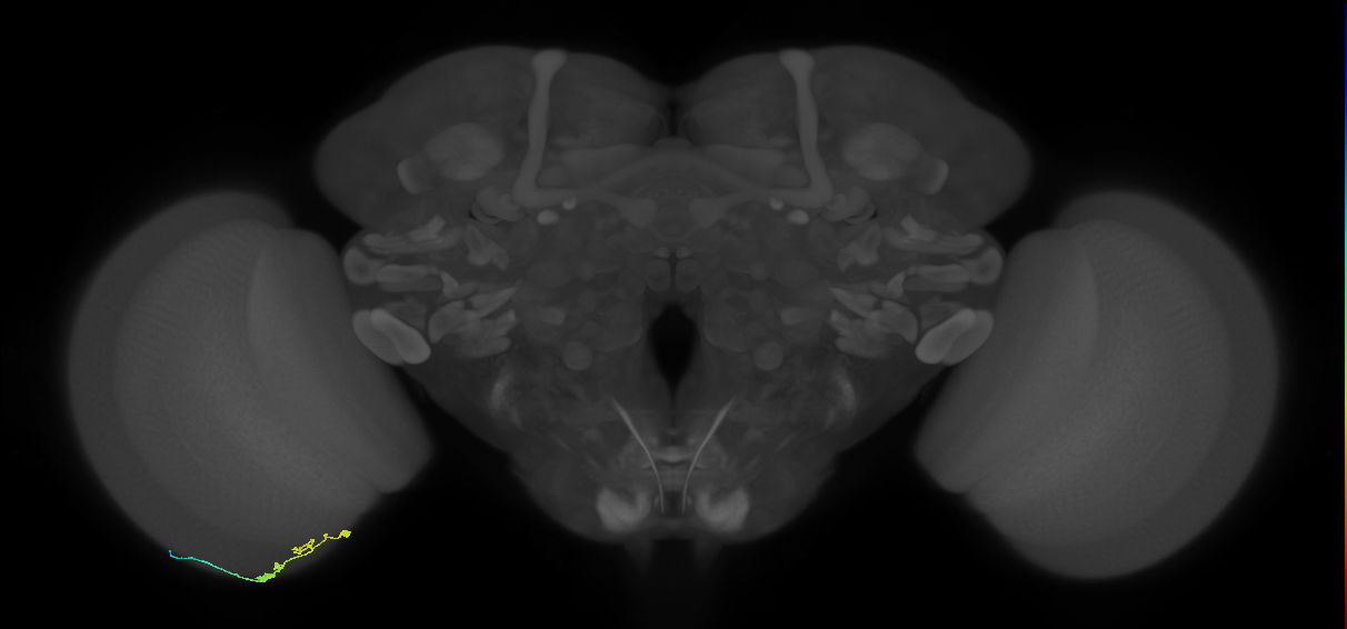 C3_L (MaleCNS:94928)