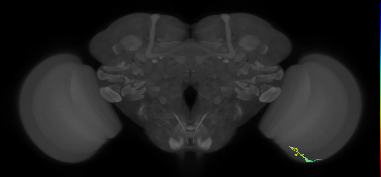 C3_R (MaleCNS:71320)