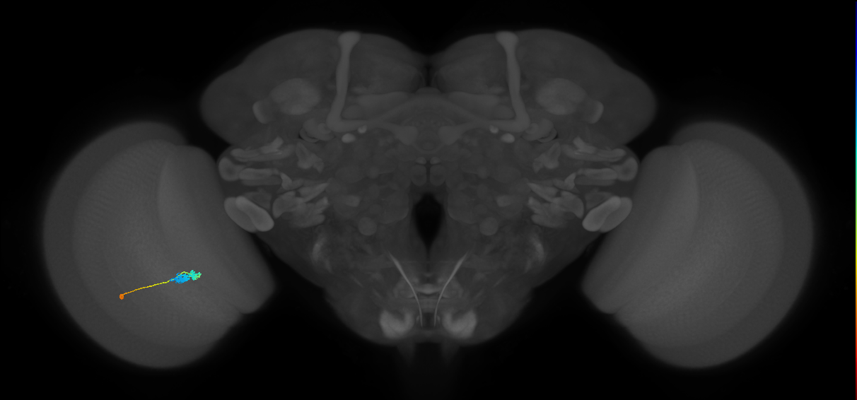 C3_L (MaleCNS:66296)