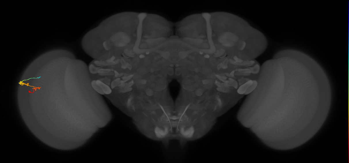 C3_L (MaleCNS:64346)