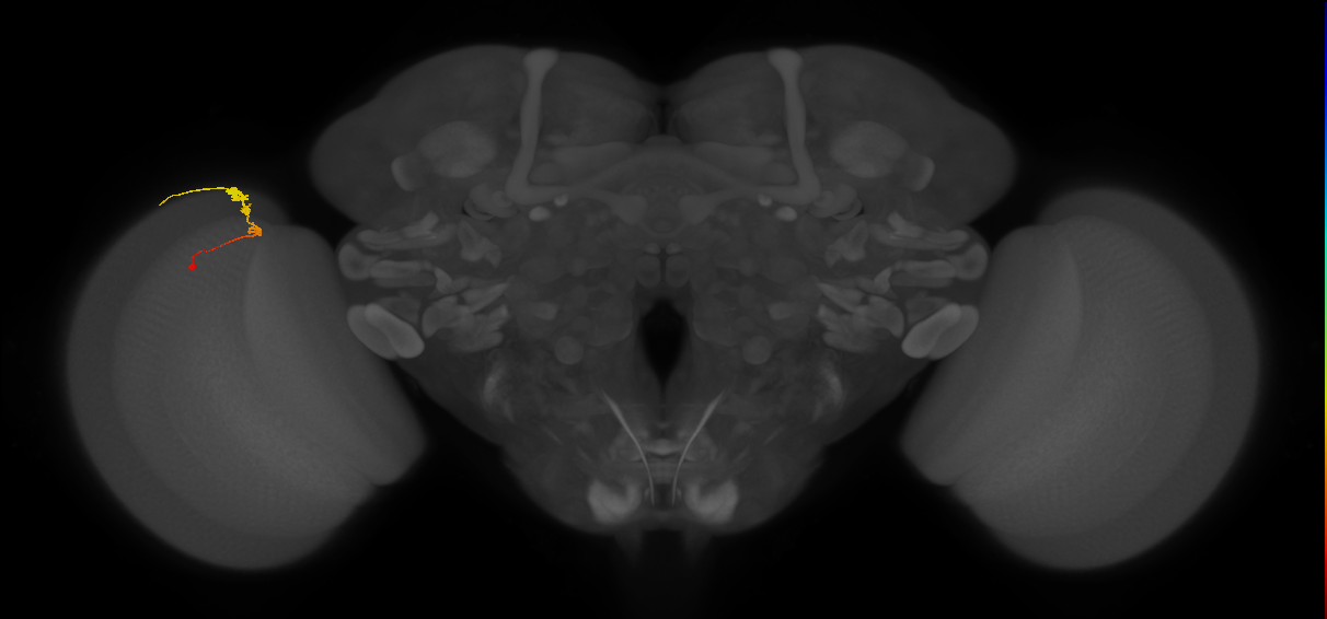 C3_L (MaleCNS:69405)