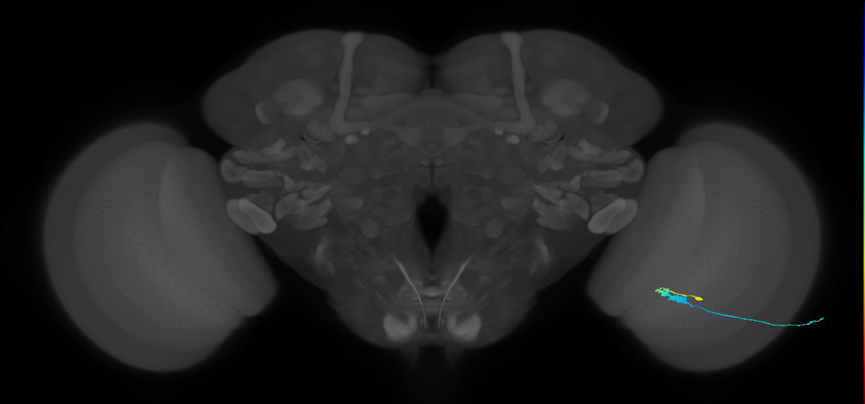 C3_R (MaleCNS:73467)