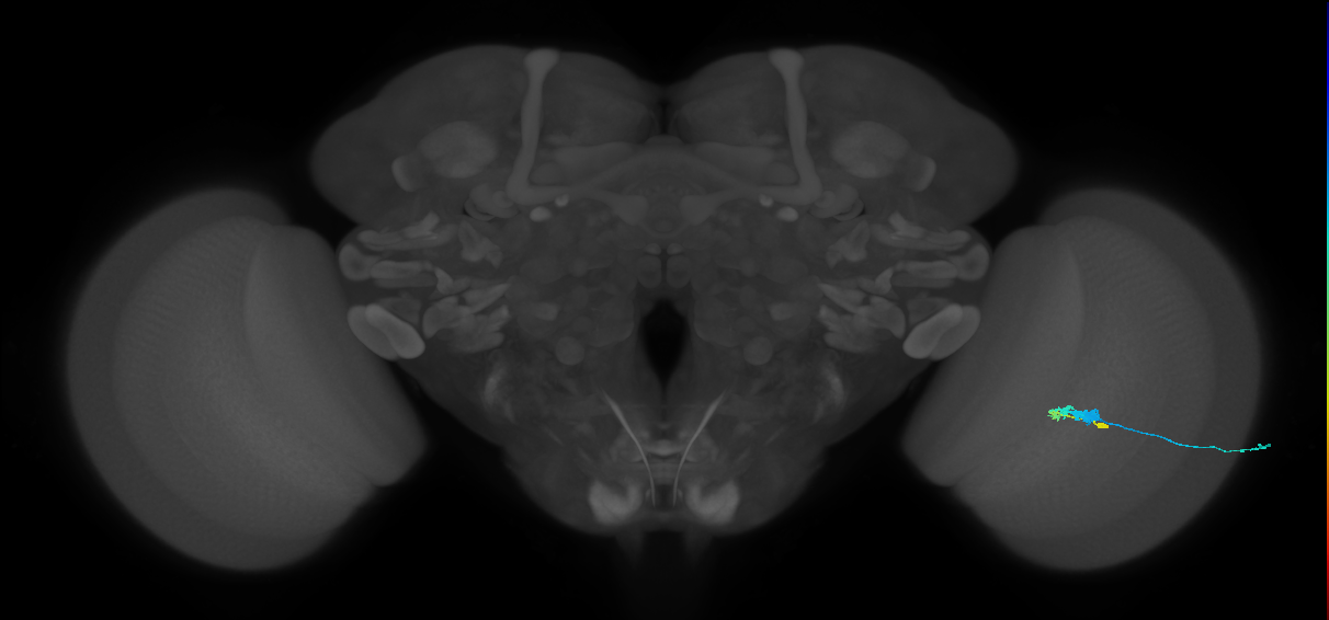 C3_R (MaleCNS:65176)
