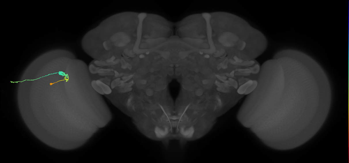 C3_L (MaleCNS:535554)