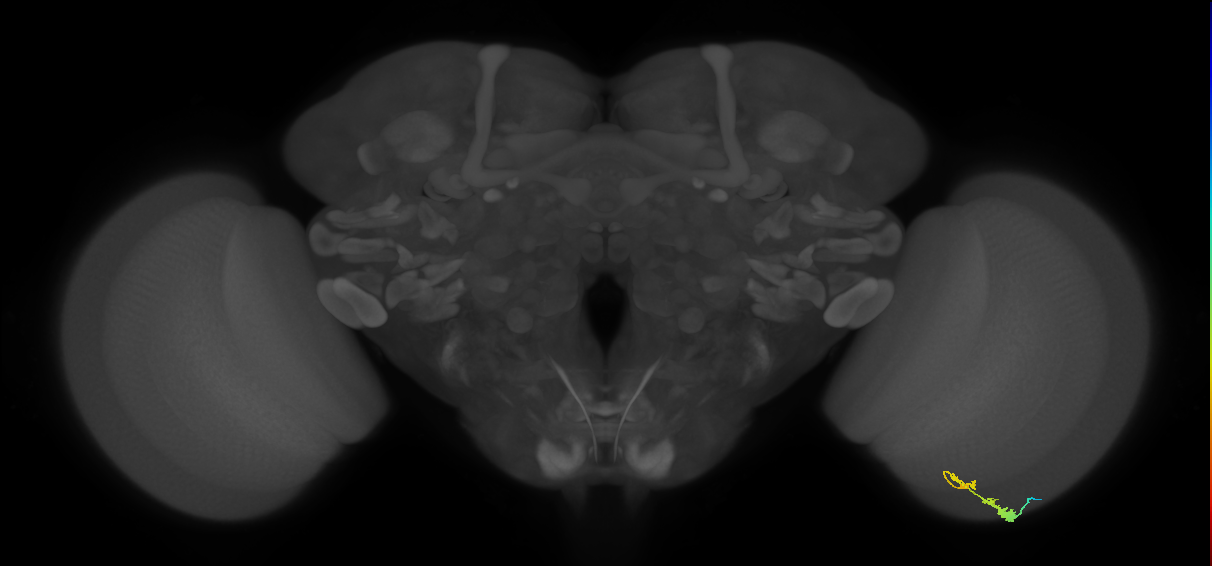 C3_R (MaleCNS:59699)