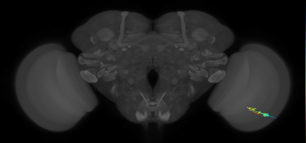 C3_R (MaleCNS:53984)