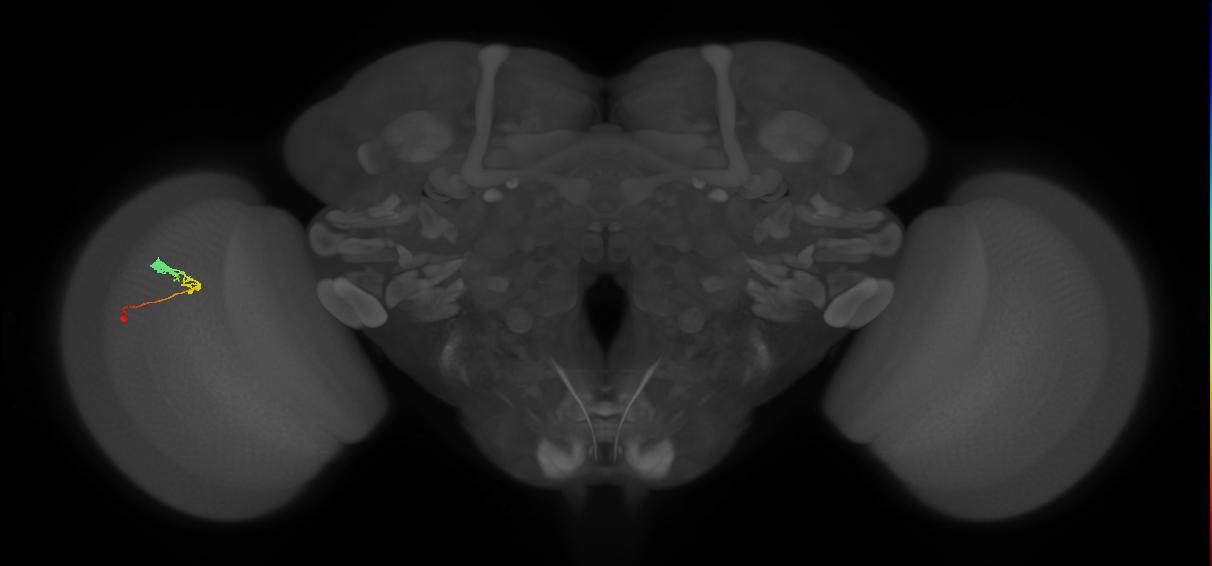 C3_L (MaleCNS:68296)