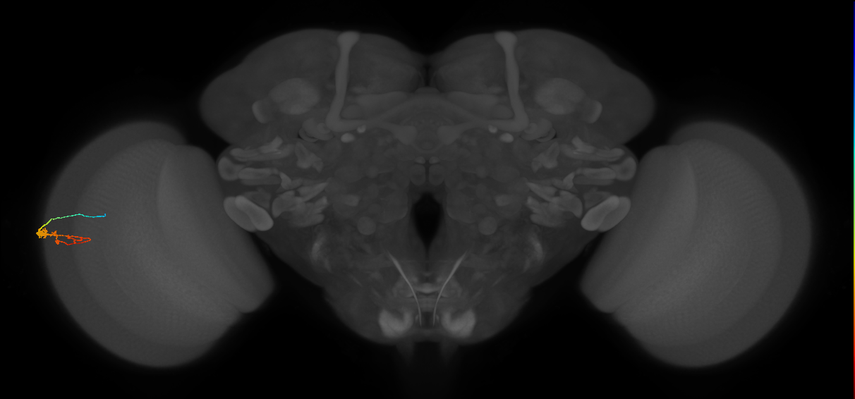 C3_L (MaleCNS:551994)
