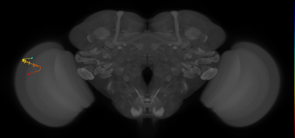 C3_L (MaleCNS:56986)