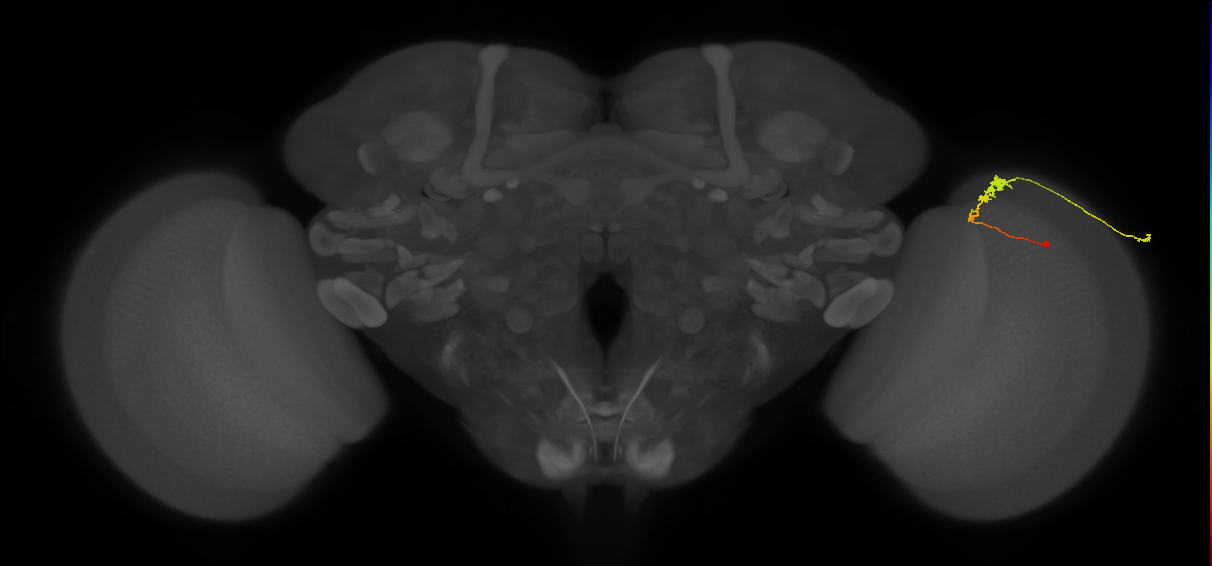 C3_R (MaleCNS:59452)