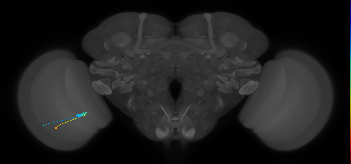 C3_L (MaleCNS:541410)