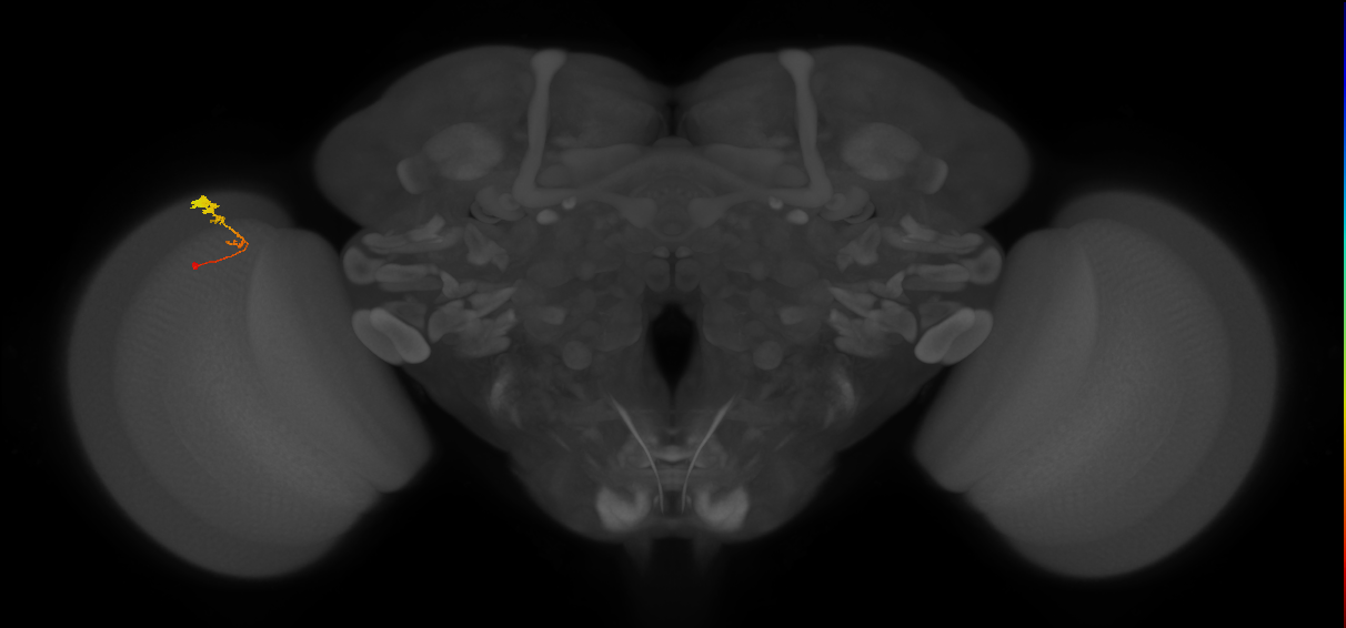 C3_L (MaleCNS:73729)
