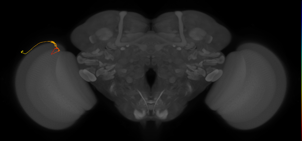C3_L (MaleCNS:100128)