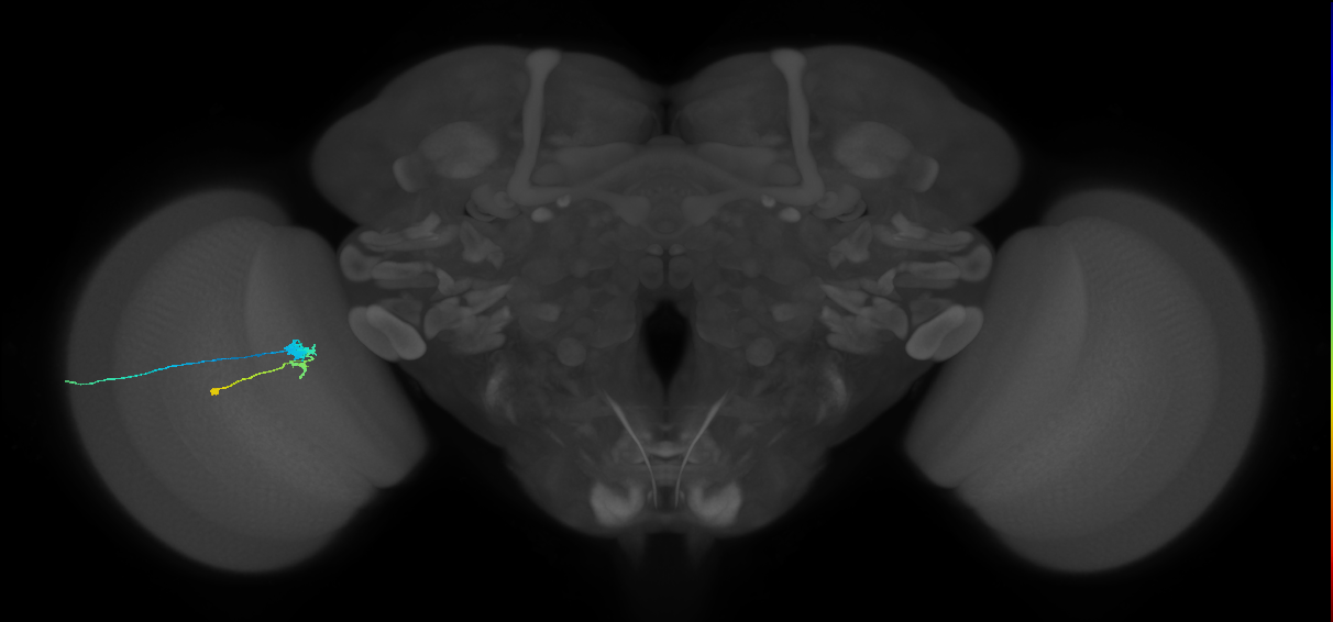 C3_L (MaleCNS:547044)