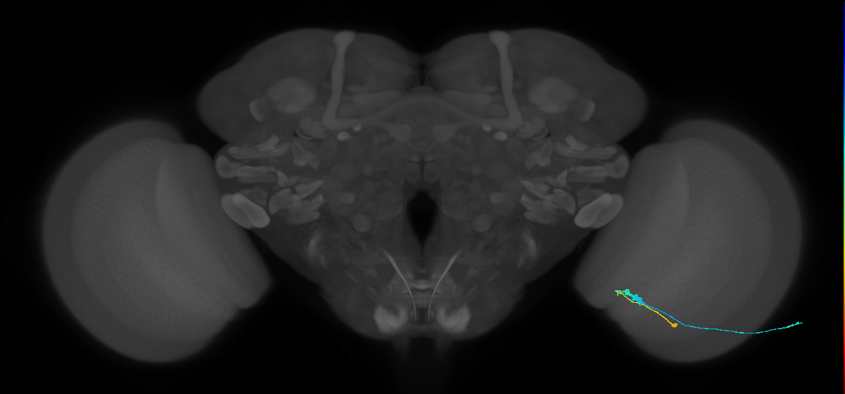C3_R (MaleCNS:75856)