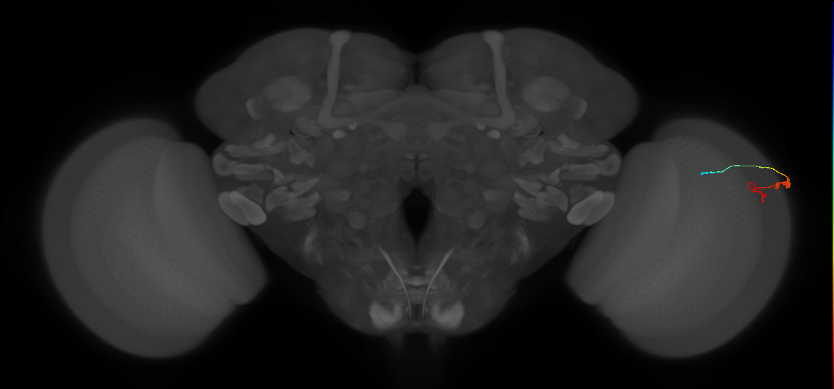 C3_R (MaleCNS:112066)