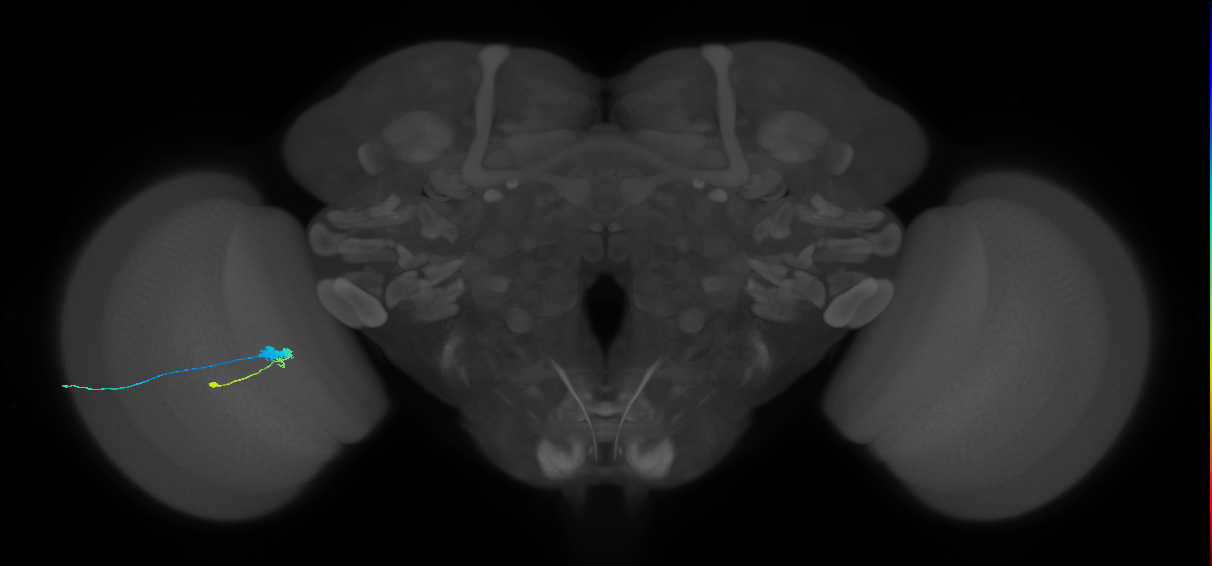 C3_L (MaleCNS:63968)