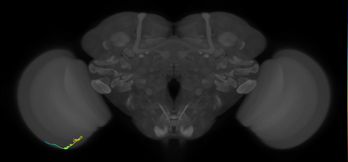 C3_L (MaleCNS:534664)
