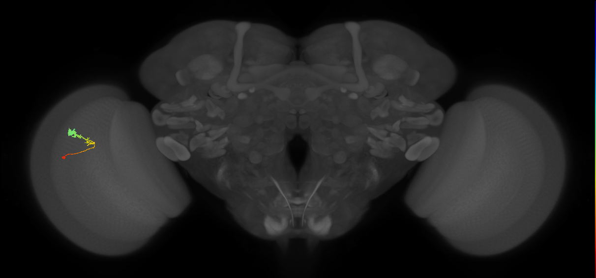 C3_L (MaleCNS:67585)
