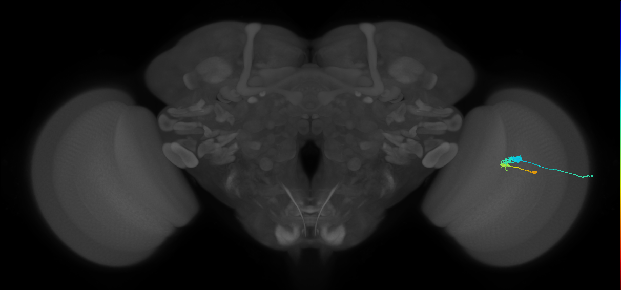 C3_R (MaleCNS:53407)