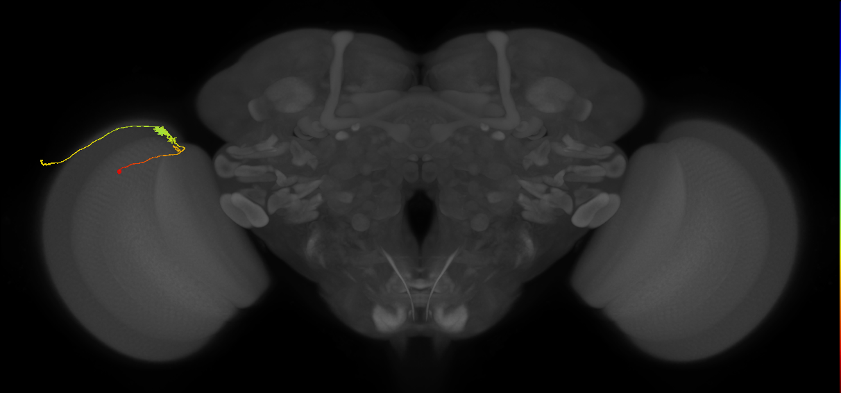 C3_L (MaleCNS:74311)