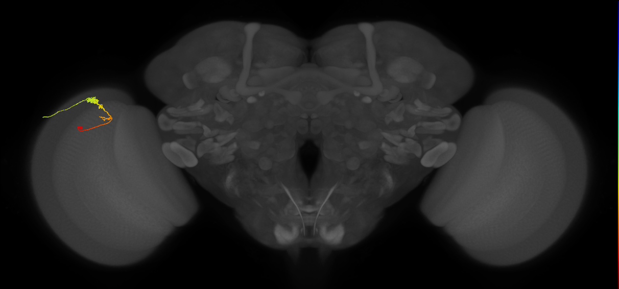 C3_L (MaleCNS:61717)