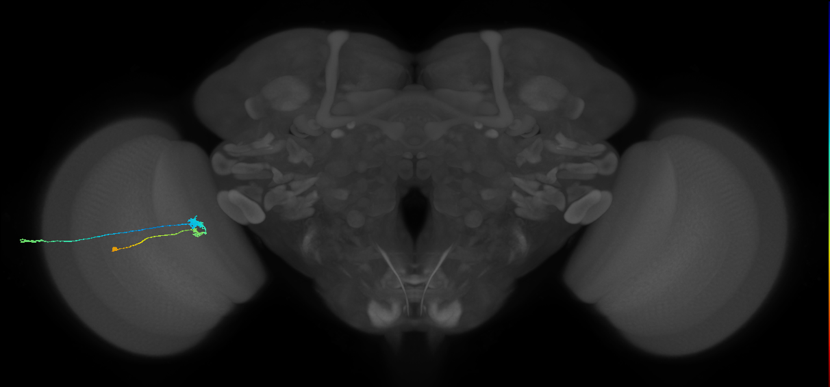 C3_L (MaleCNS:565671)