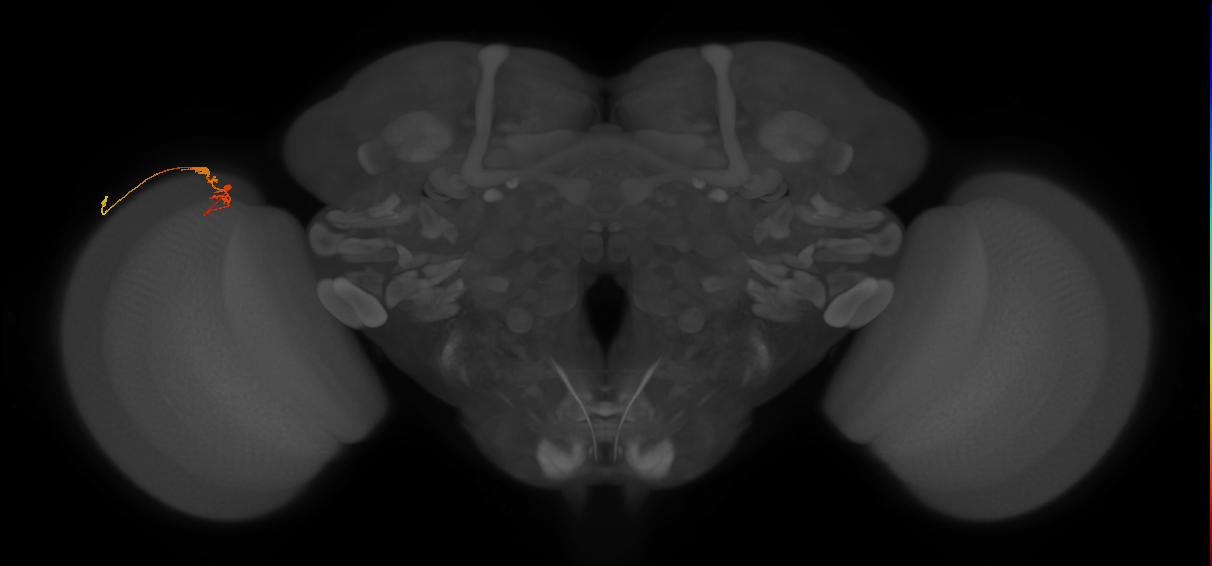 C3_L (MaleCNS:153737)