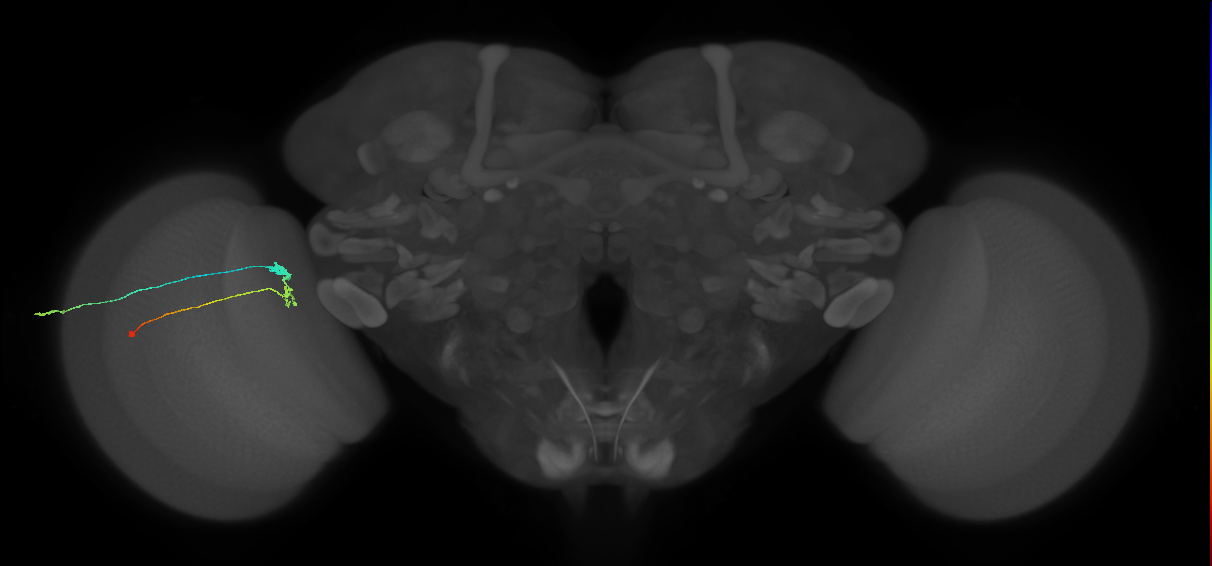 C3_L (MaleCNS:76543)