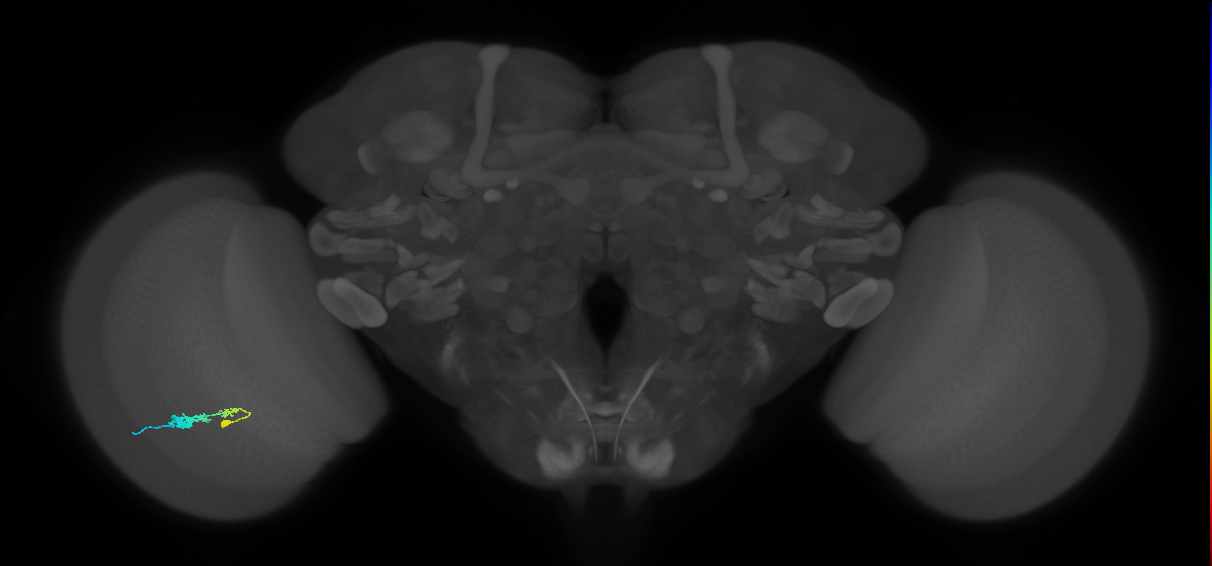 C3_L (MaleCNS:62094)