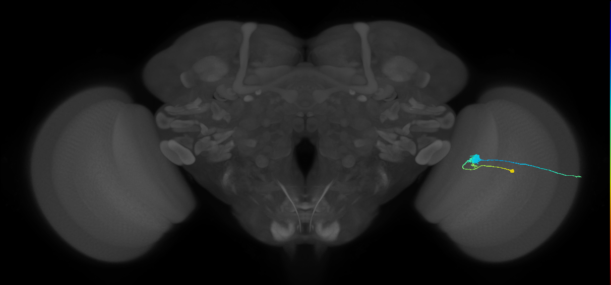 C3_R (MaleCNS:59247)